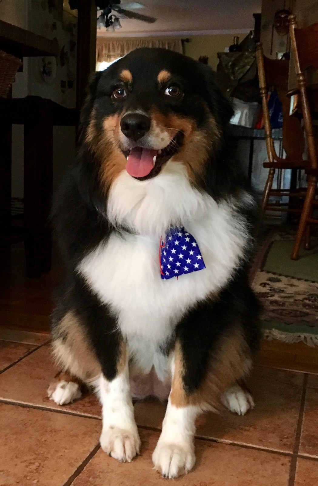 Handmade Dog Cat Flag Tag Bags, Blue with Stars, Patriotic, Covers Collar Tags