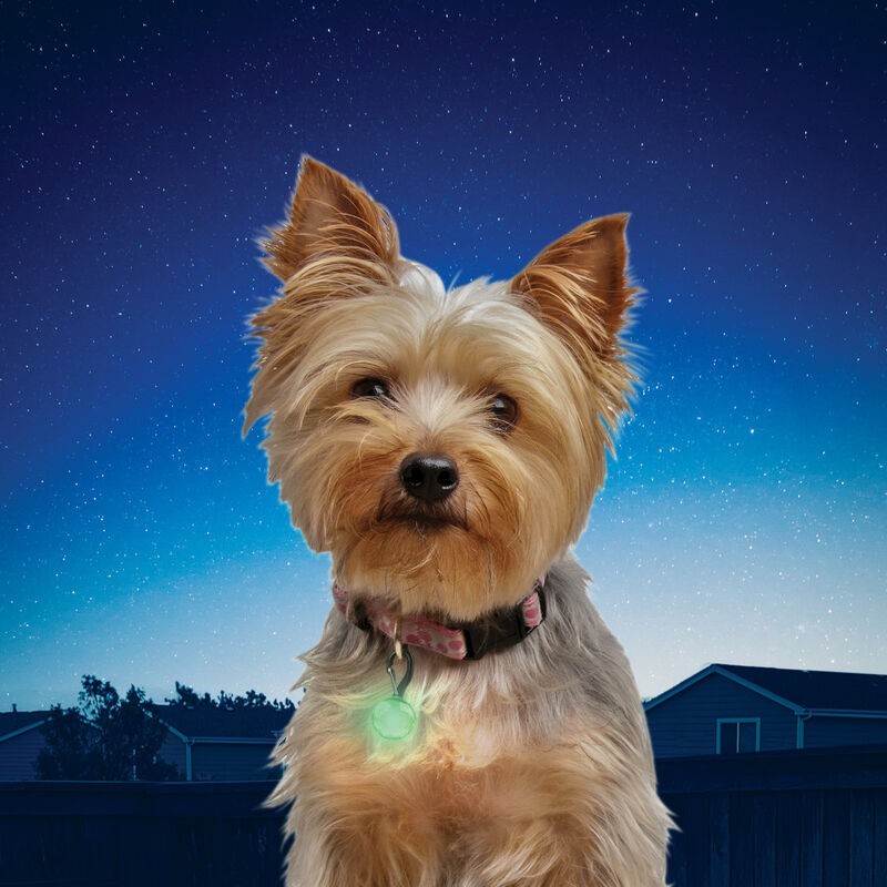 Nite Ize PetLit LED Collar Light – Pet Collar LED Light – Easy Twist On/Off -NEW
