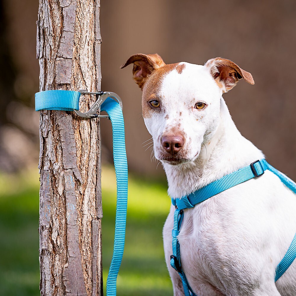 NEW Nite Ize SlideLock Pet S-Biner Animal Dog Strong 3.5″ Secure Your Pet