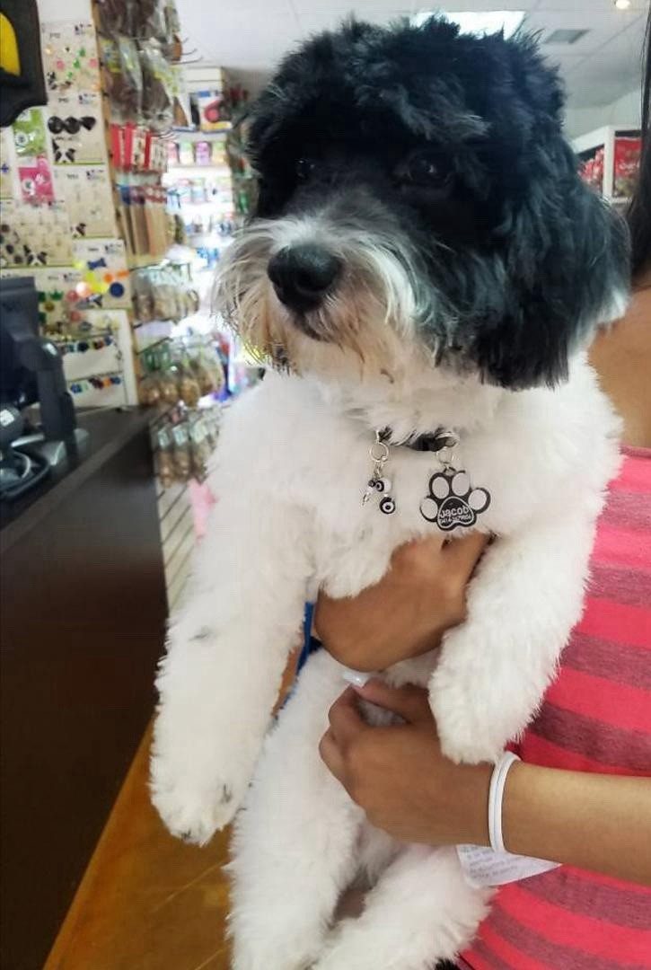 Collars for Dog and Cats collares para Perros y Gatos. Small Pets.Black & Silver