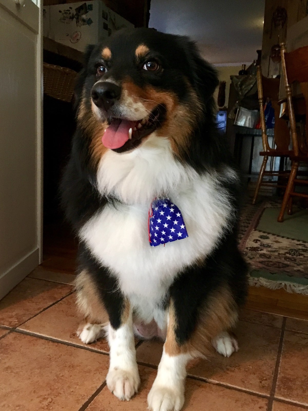 Handmade Dog Cat Flag Tag Bags, Blue with Stars, Patriotic, Covers Collar Tags