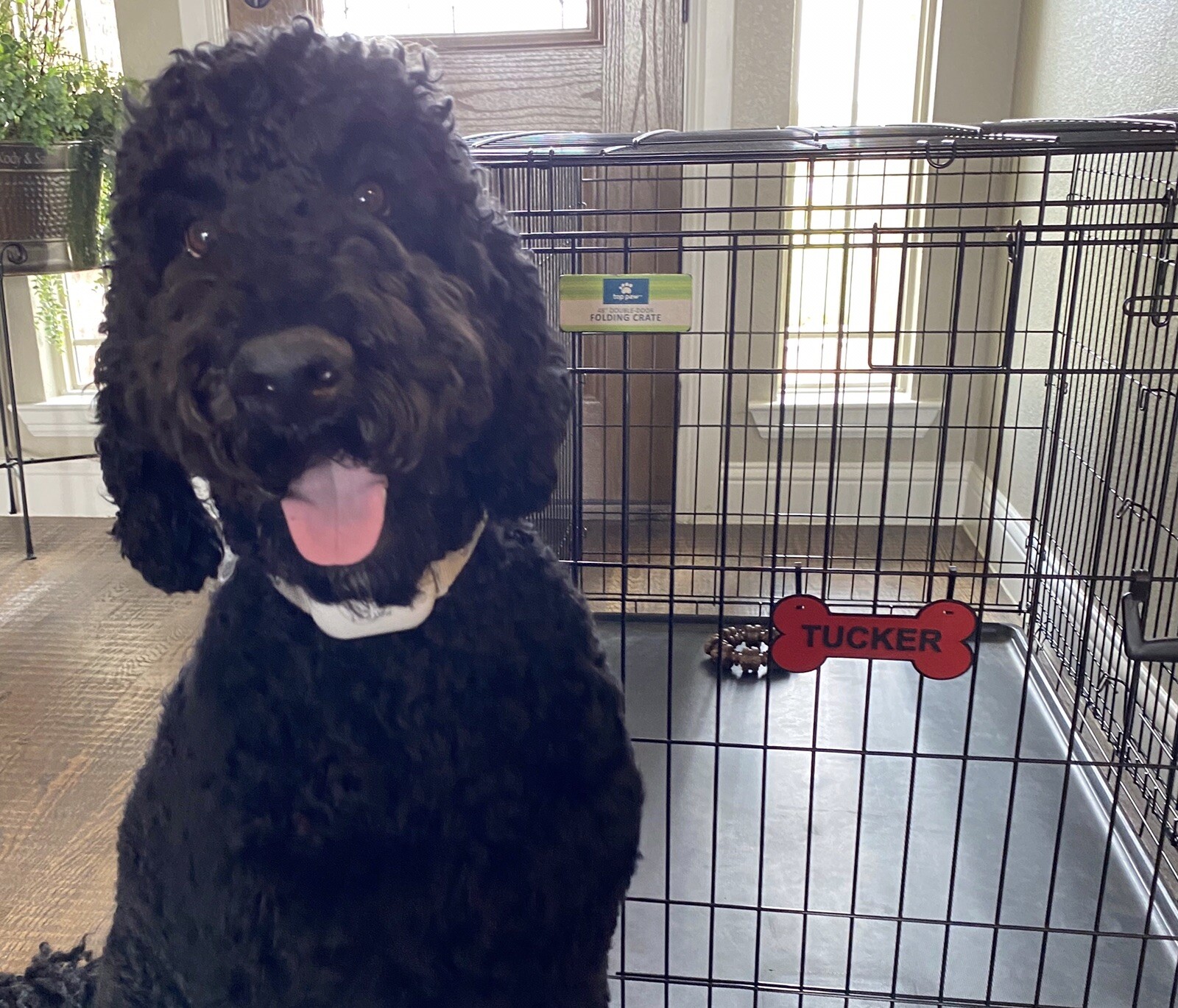 Six 3D Printed Personalized Kennel Tag Nameplates with Your Pets Name(s).
