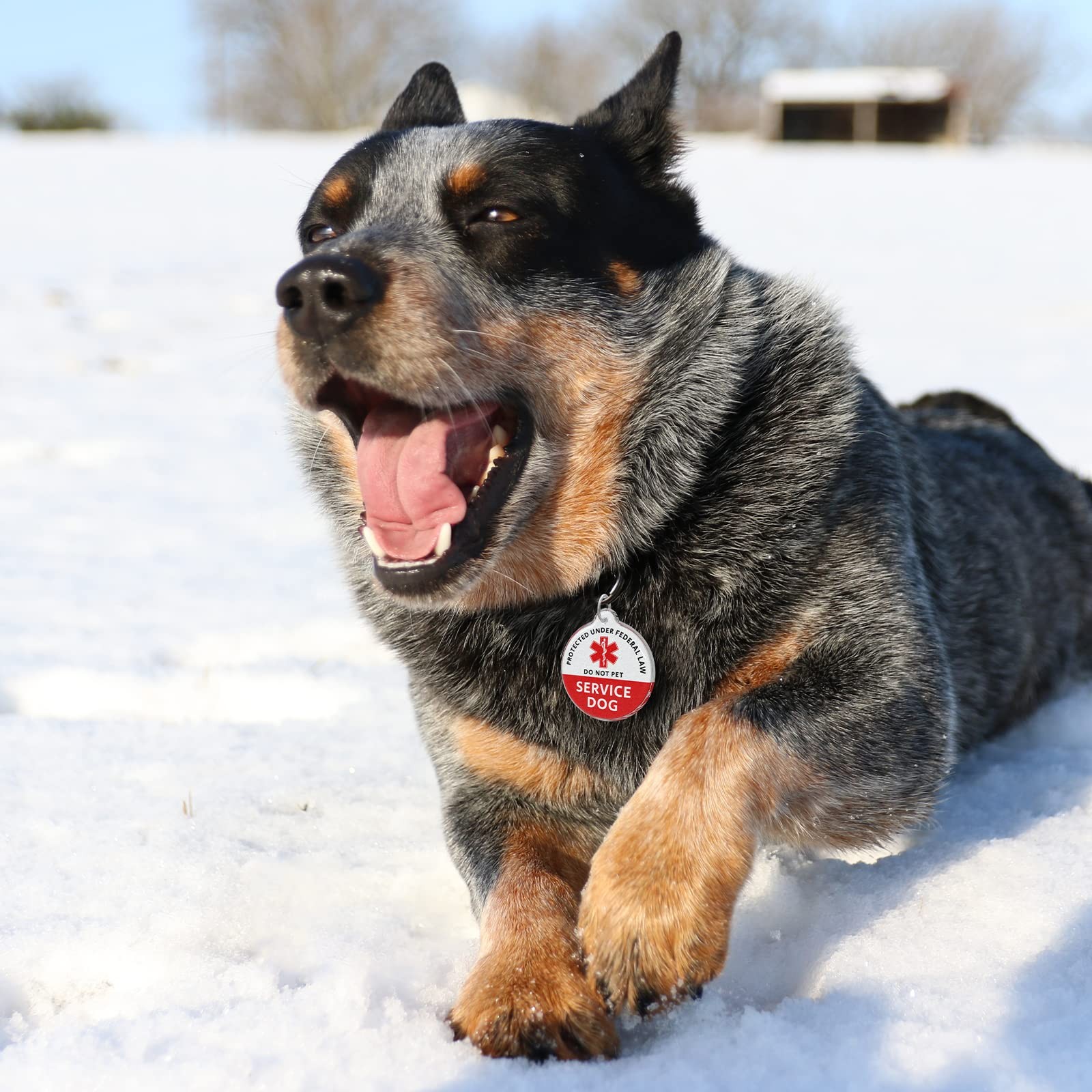 Service Animal ID Tag QR Code Online Profile Location Alert Dog Cat Collar