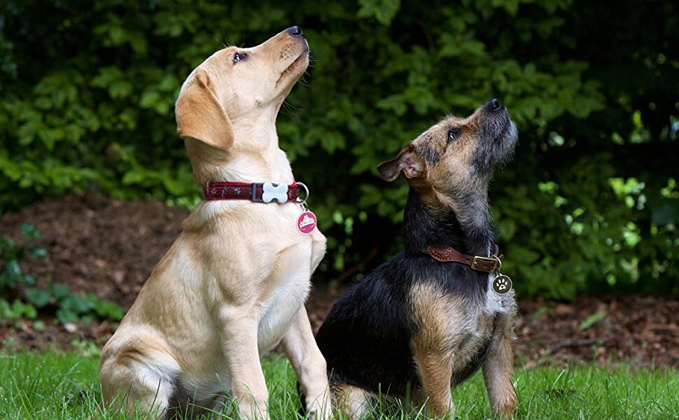 Pet Dwelling Premium QR Code Pet ID Tags: Instant Online Access & Scan GPS Alert