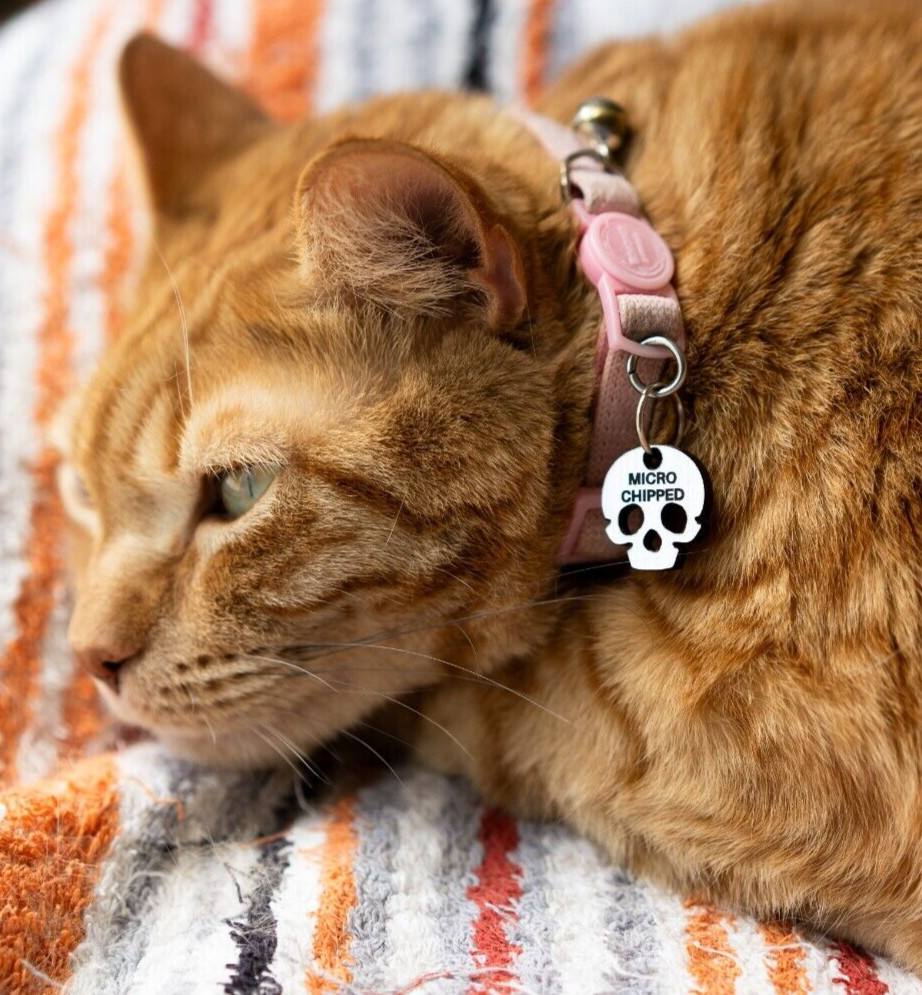 Silver Skull Personalized Dog Cat Pet ID Skull Charm Keychain Collar Human Tag