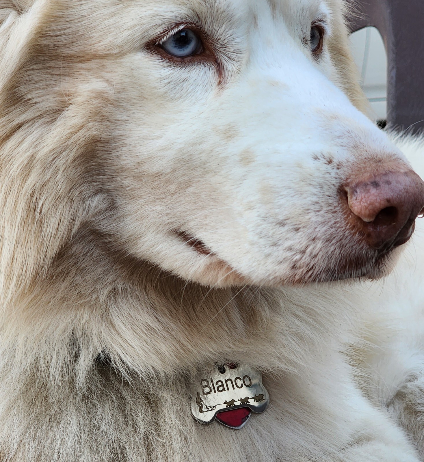 Deep Engraved Heart Honey Pet ID Stainless Steel Dog Tag Lifetime Warranty *