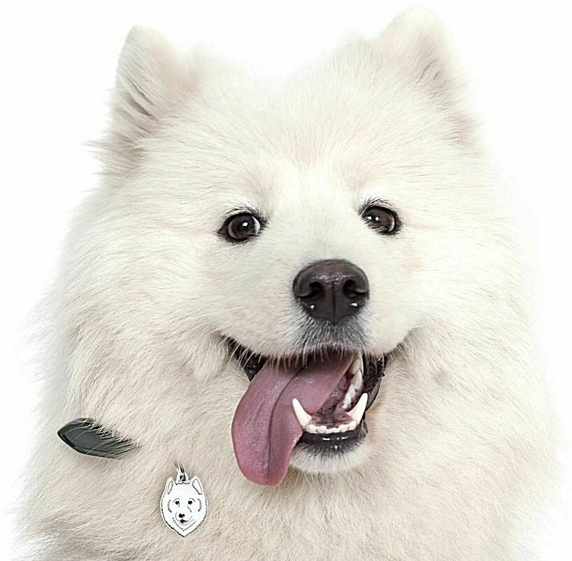 Samoyed Dog ID Tag (84) – Engraved FREE – Personalised – Charm – Keyring