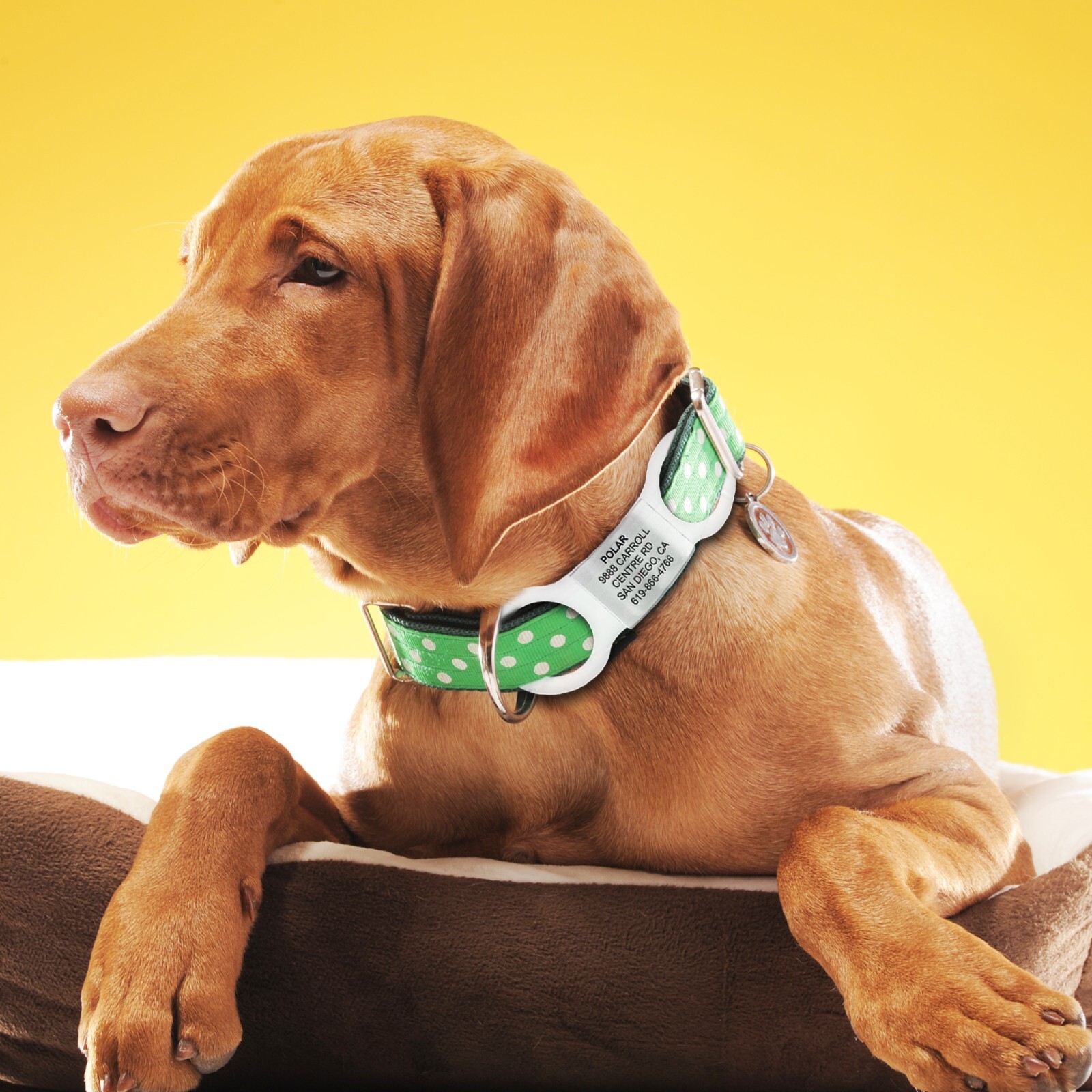 Leash King Silent, Slide-On Collar Pet ID Tags – (Fits 3/8″, 3/4″ , 1″ ) -Combo