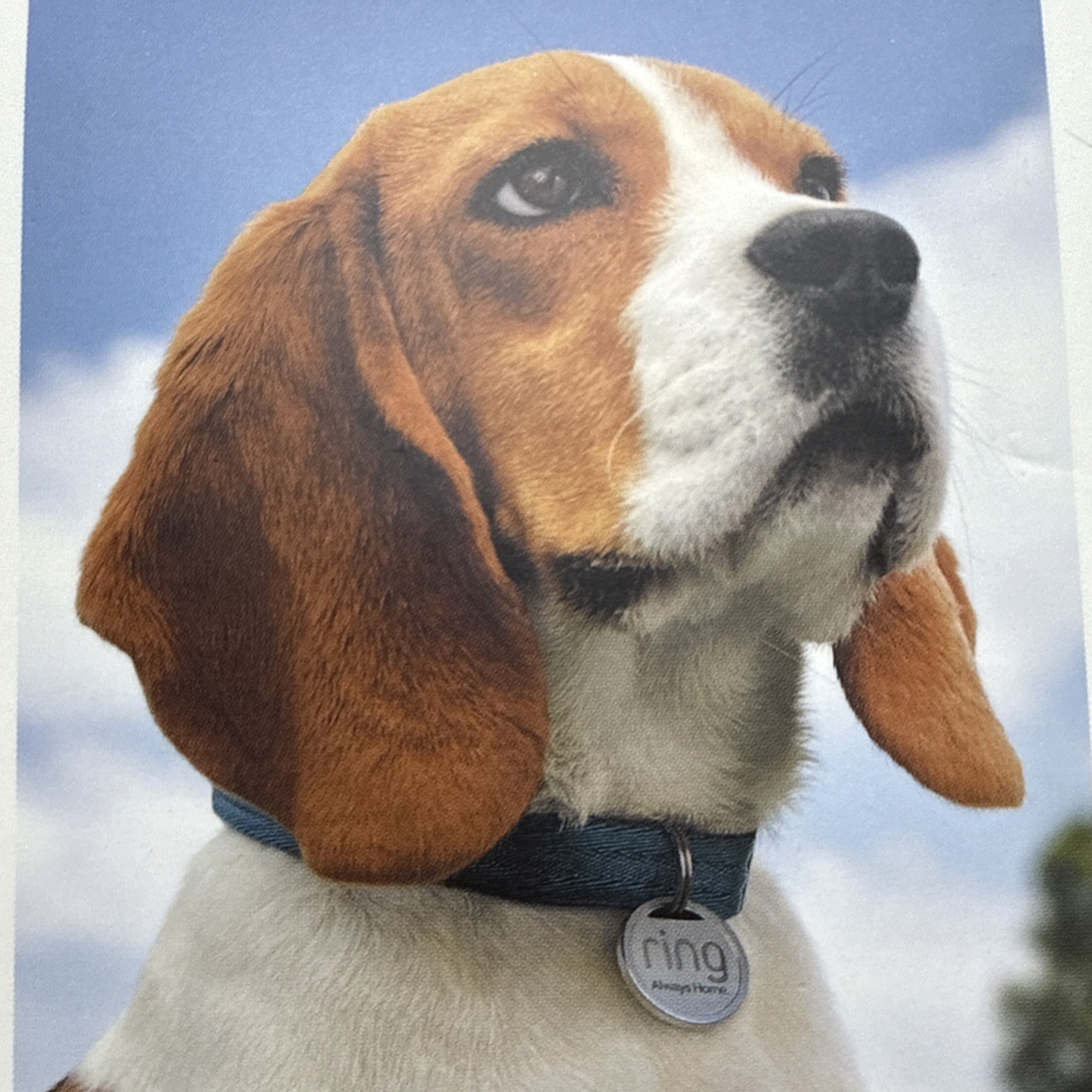 Ring Pet Tag, Easy-to-use tag with QR code, Real-time scan alerts, NIB