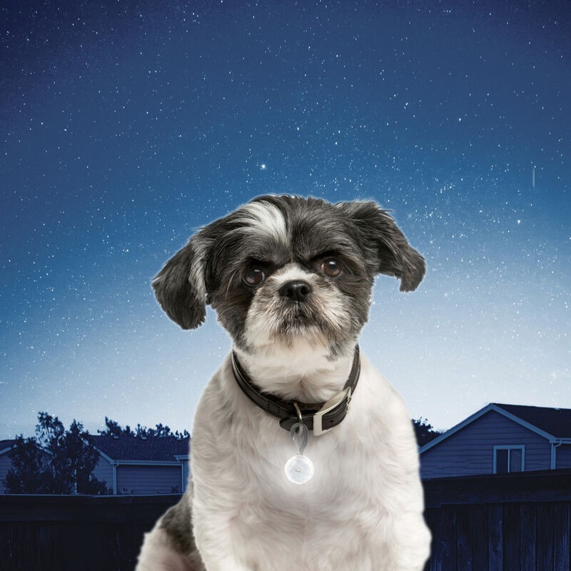 Nite Ize PetLit LED Collar Light – Pet Collar LED Light – Easy Twist On/Off -NEW