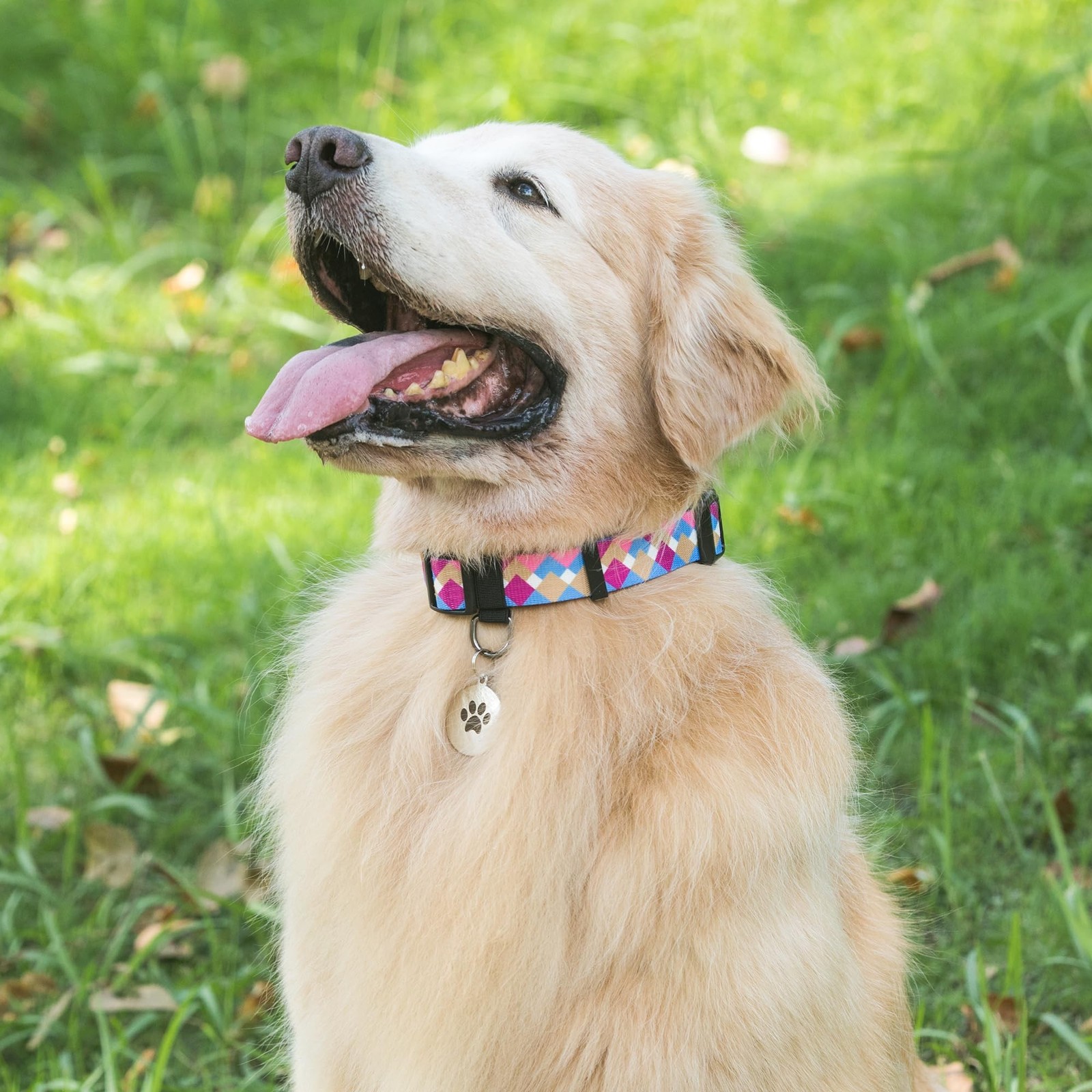 Dog Collar with Name Personalized Dog Collar，Plastic Buckle Dog Collar Qu