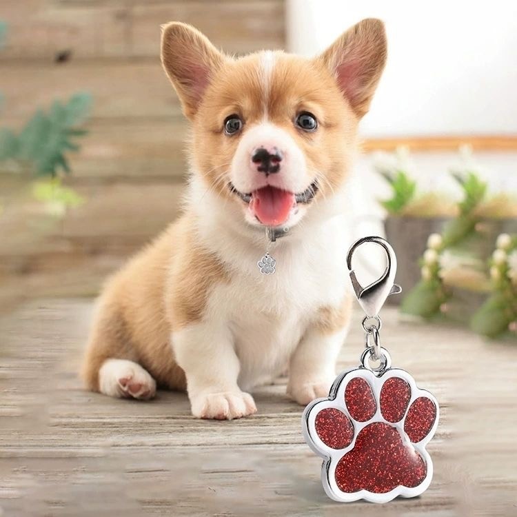 Night Glowing Dog Collar set with Engrave ID tag bell Puppy adjustable Collar