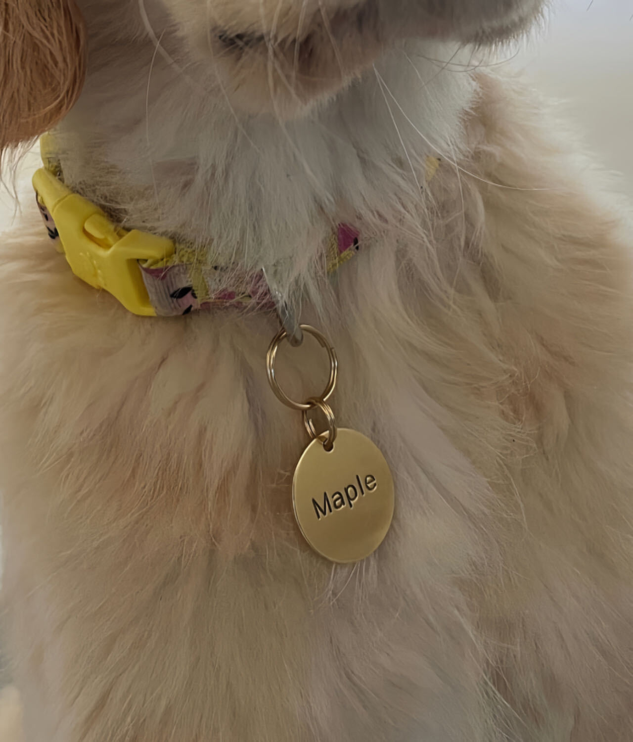 Pawtographize Solid Brass Dog Cat ID Tags Personalized Pet ID Tags Circle