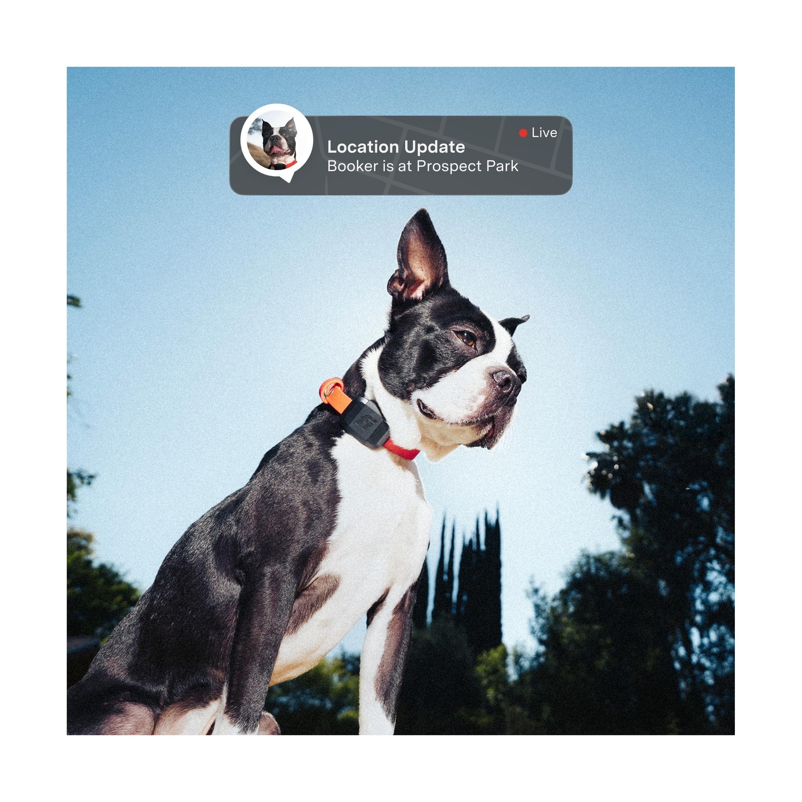 Fi Mini GPS Tracker for Dogs — 6-Month Membership Included — Smart P